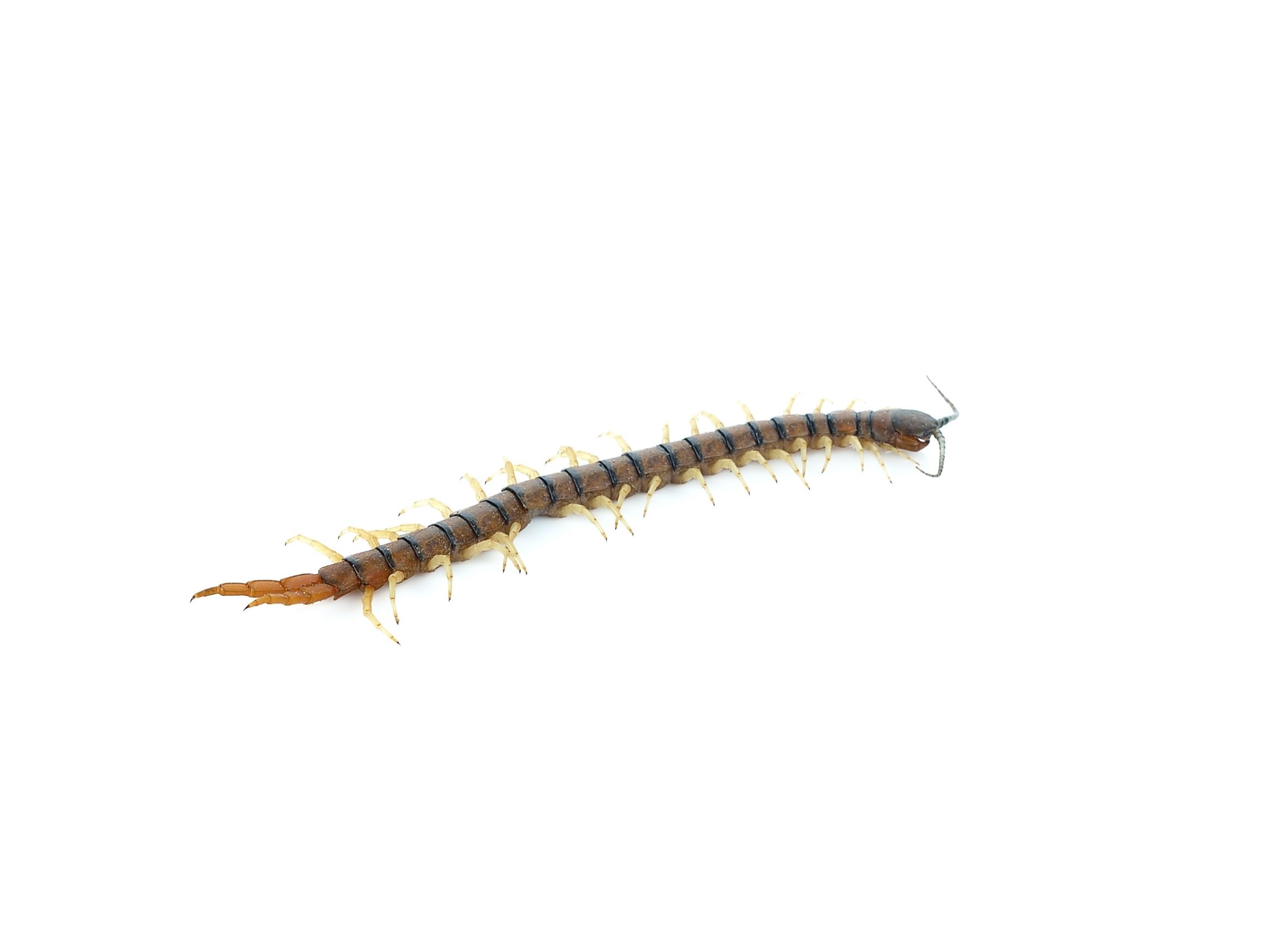 Pest Control - Centipedes