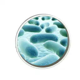 bacteria and pathogens