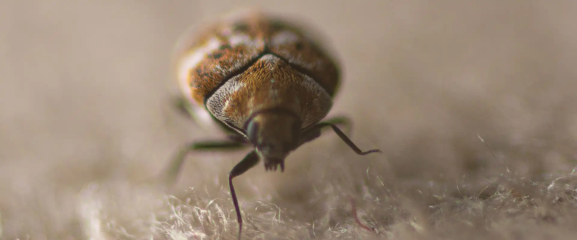 carpet beetle control