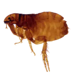 cat fleas