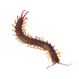 centipede