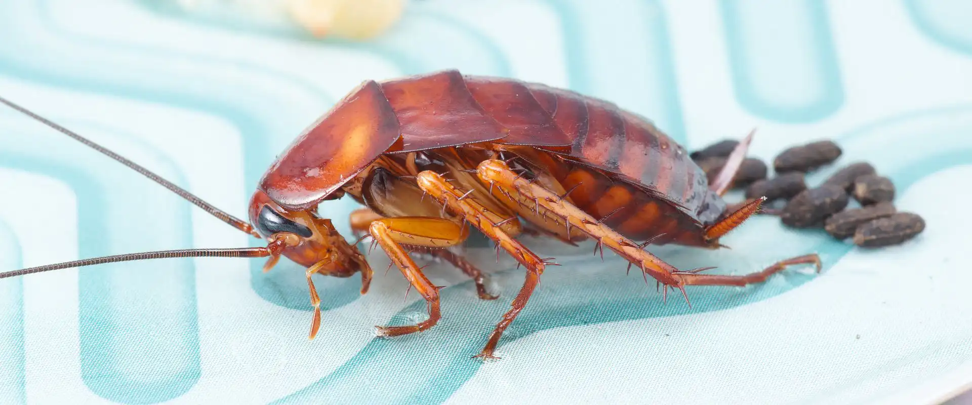 cockroach control