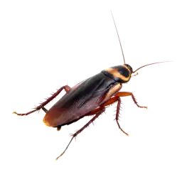 cockroach