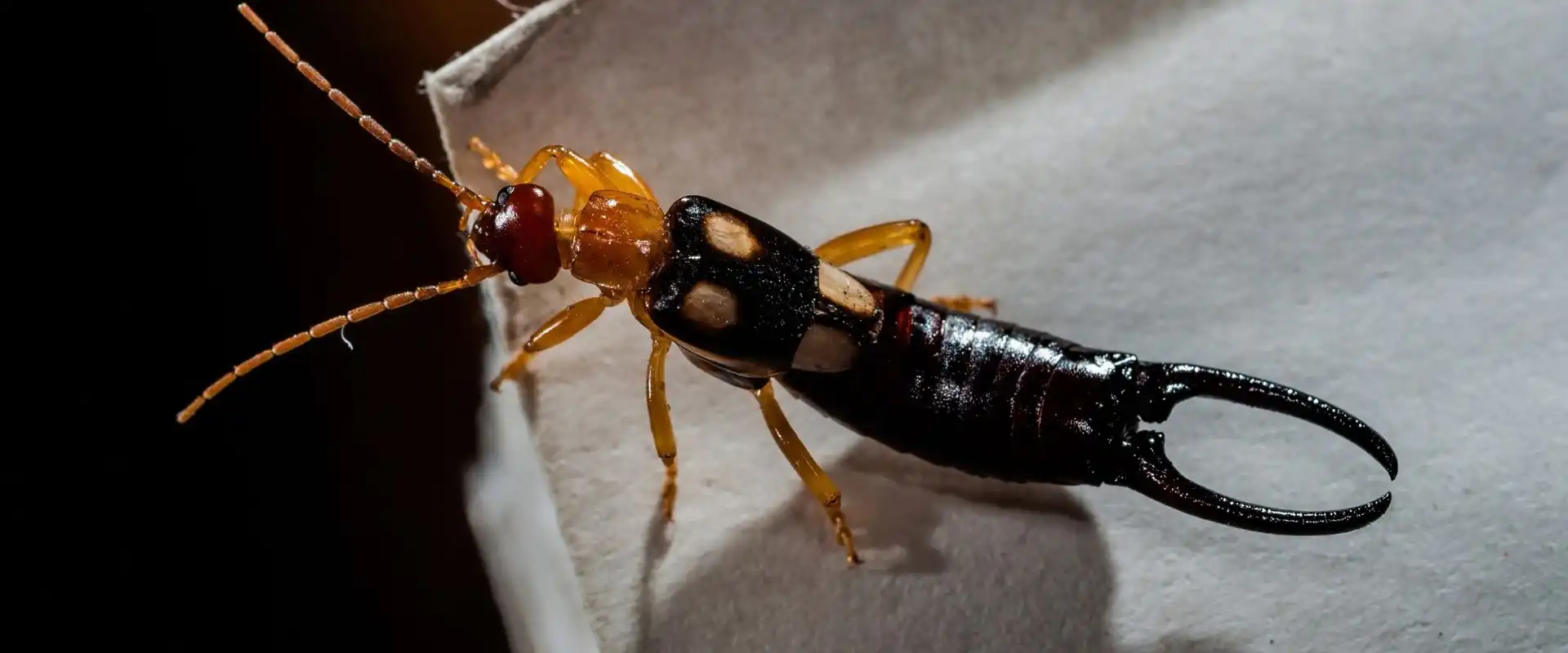 earwig control services