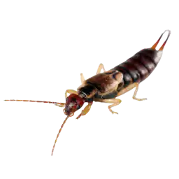 earwigs