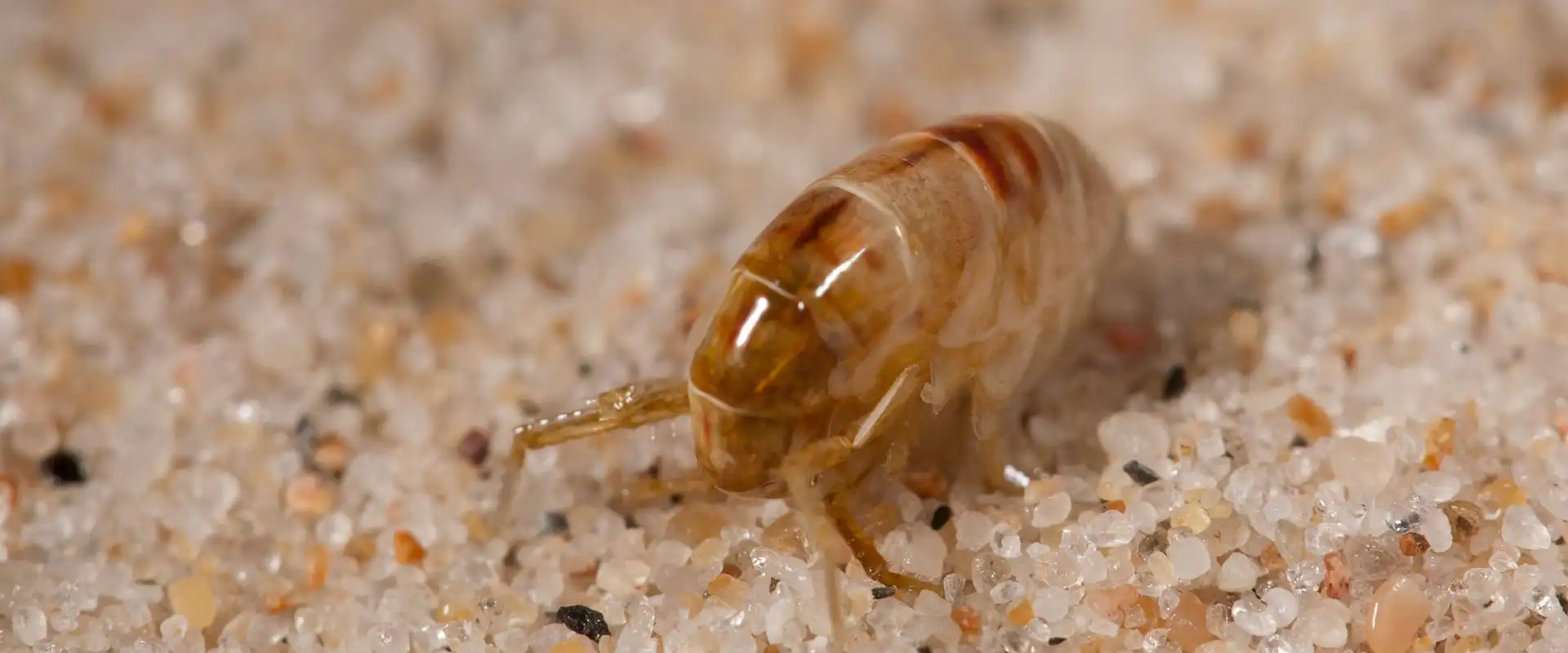 flea control services