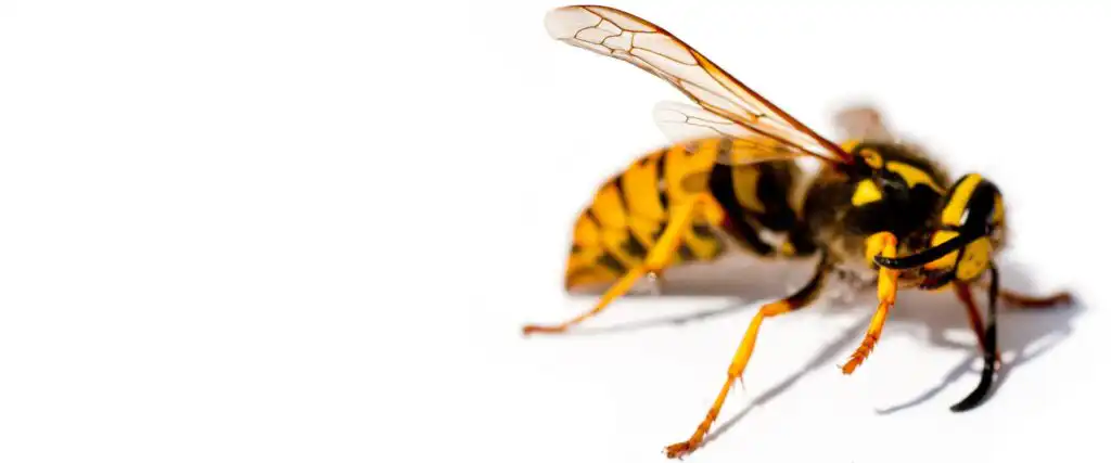 hero image for seaside pest