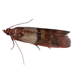 indian meal moth