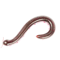 millipedes