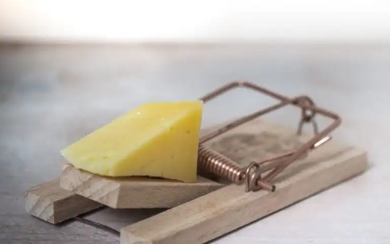 pest control services 11 1080x675