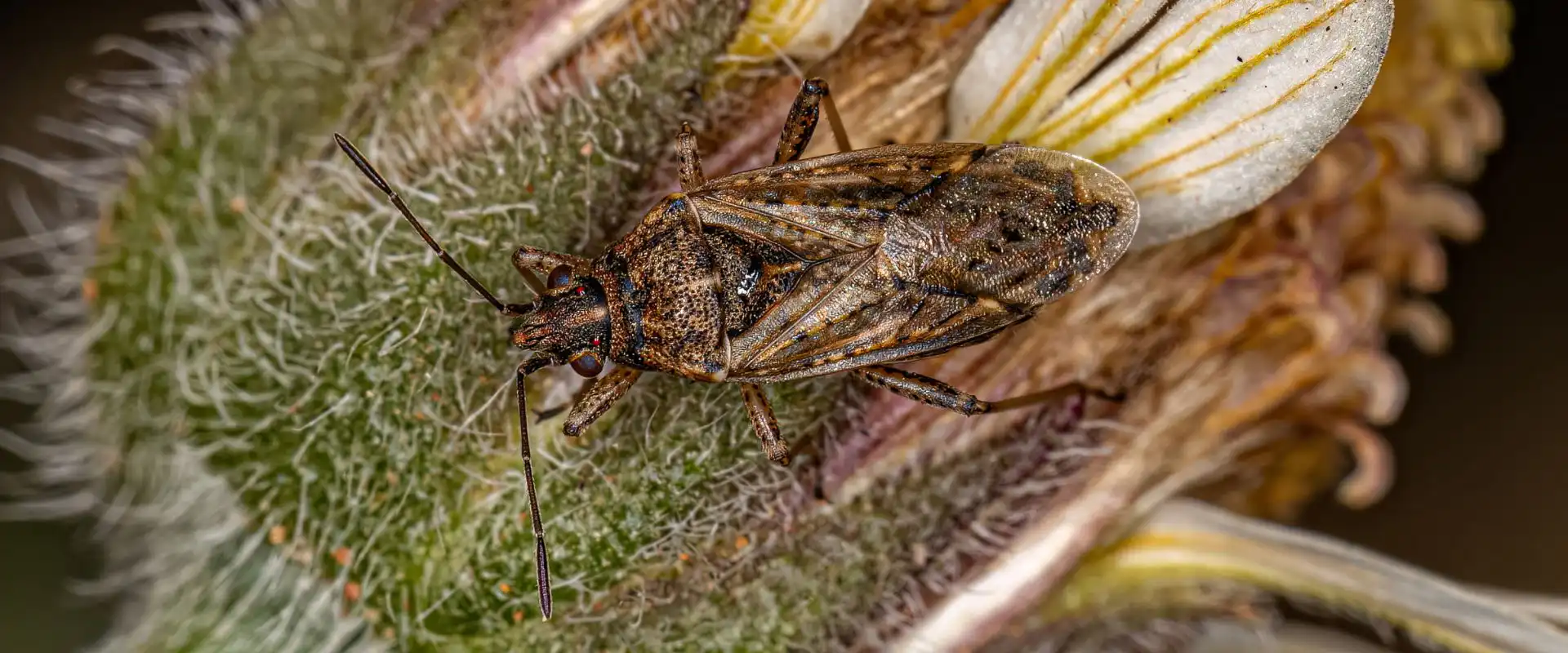 pine seed bug removal