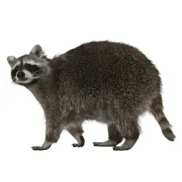 Seaside Pest Control Offers Raccoon Removal Service in Vancouver and Across the Fraser Valley