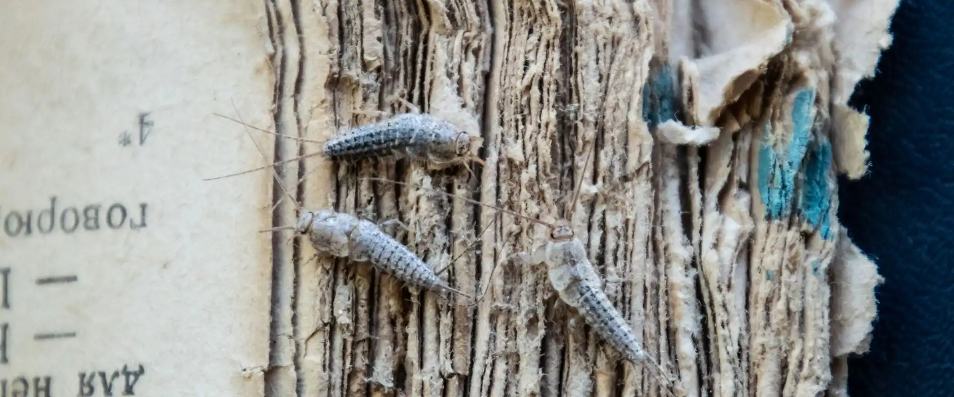 silverfish exterminator