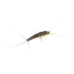 silverfish