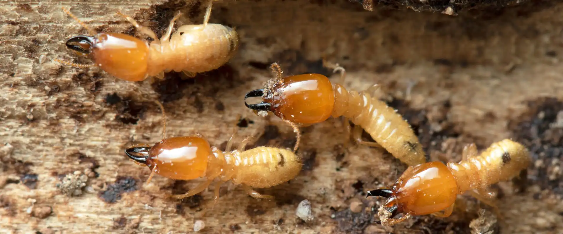 termite control