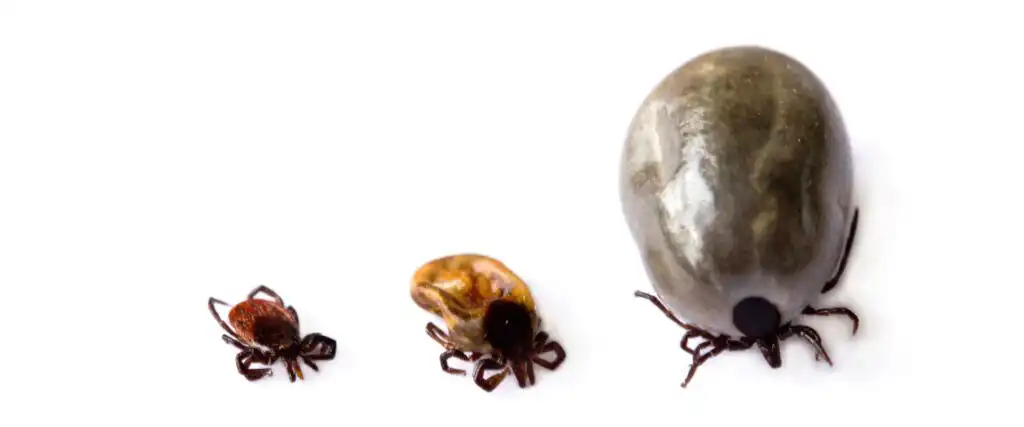 tick treatment
