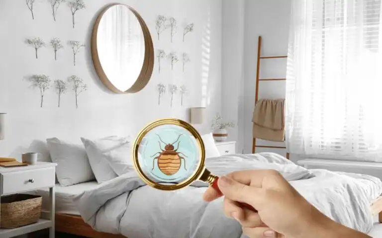 bed bug infestation 1080x675