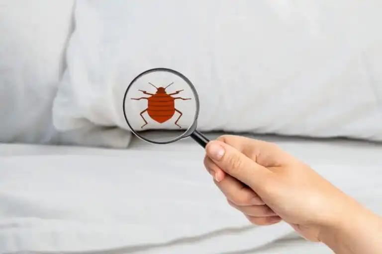 bed bugs 2 980x653
