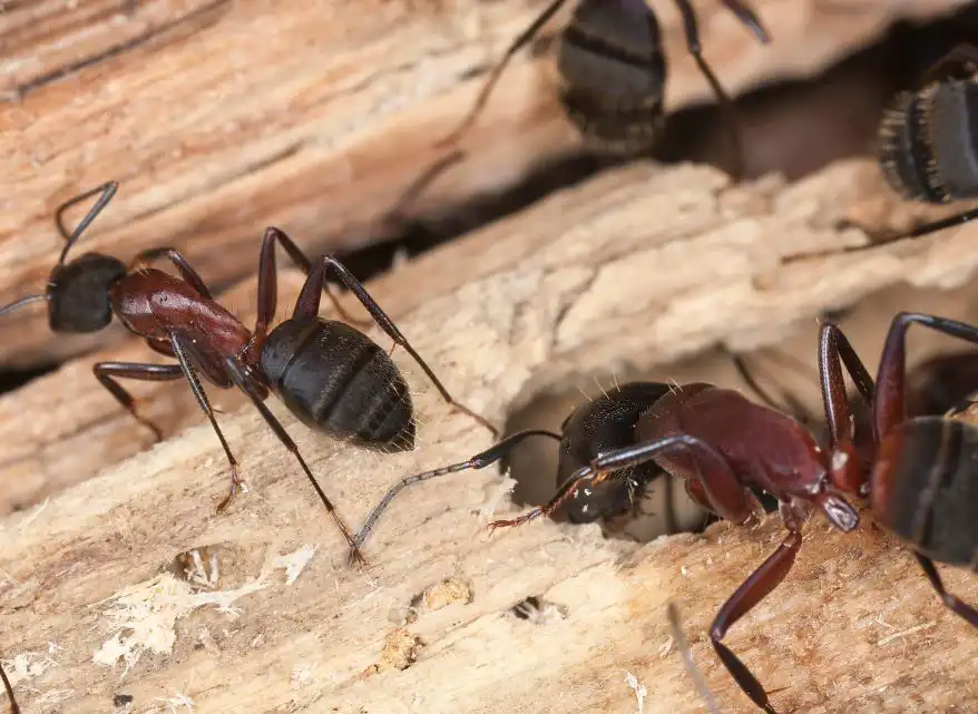 carpenter ant 2