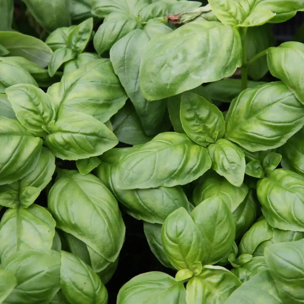 natural ways to get rid of basil 1024x1024 1