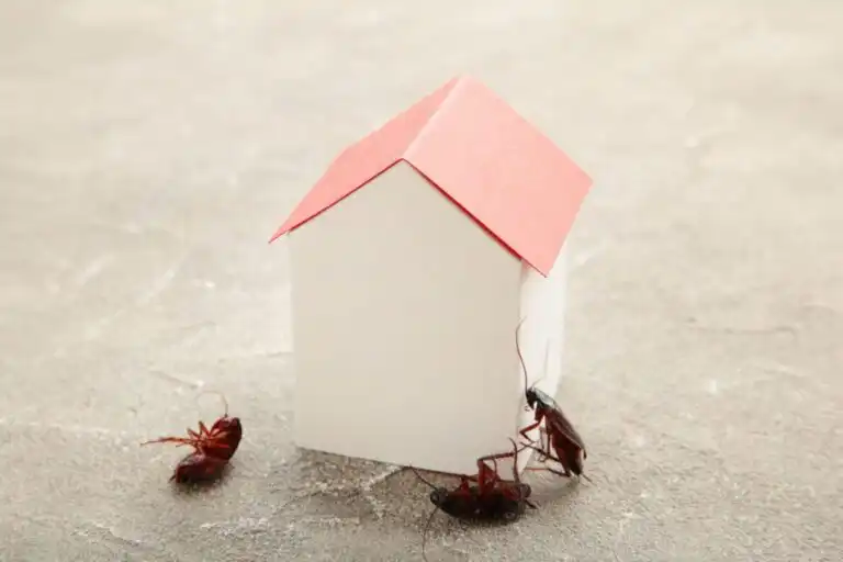 pest control problem 980x653