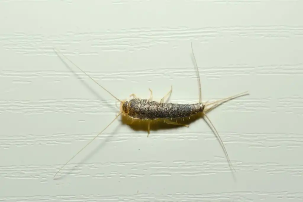 silverfish 2