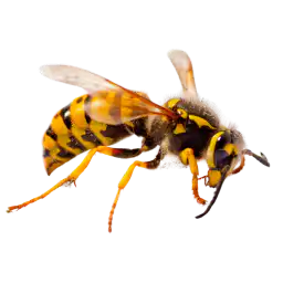 wasps