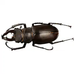 beetle