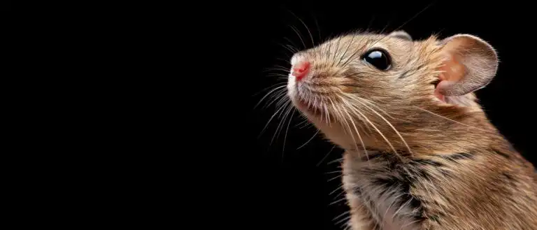 Pest Control West Vancouver BC