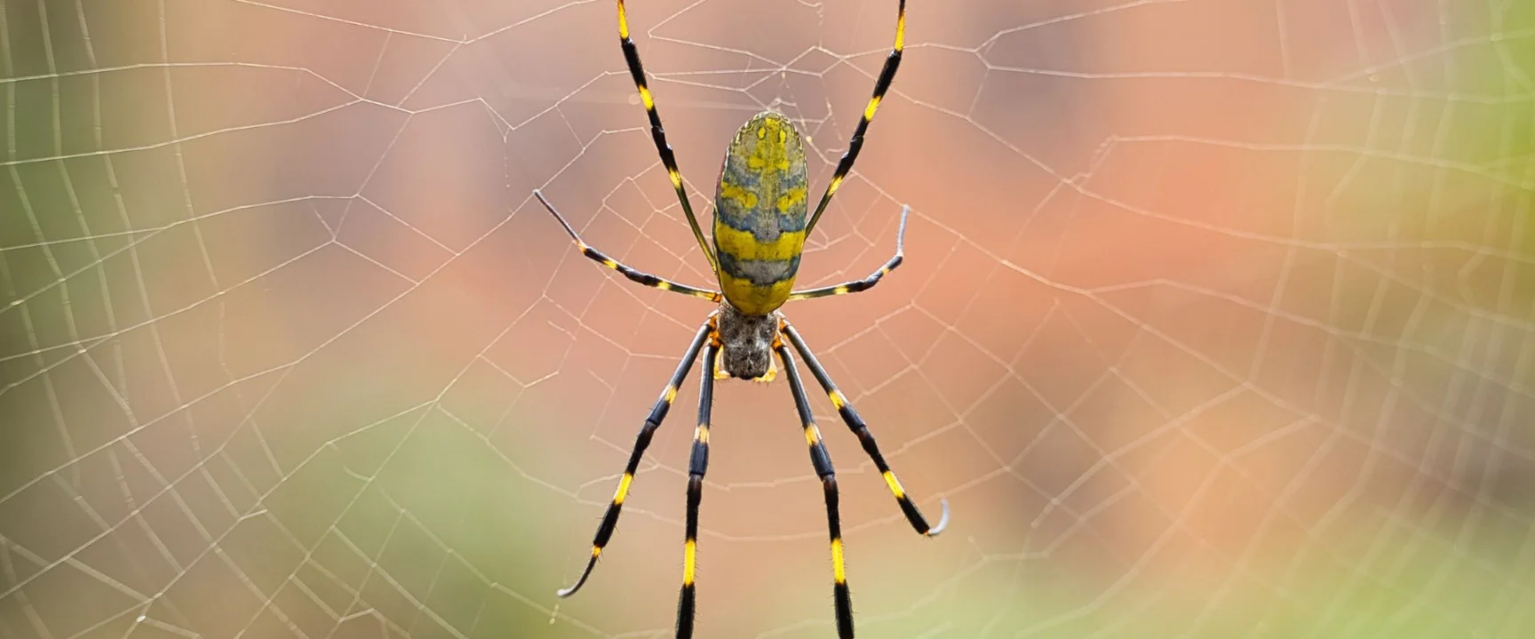 spider removal services