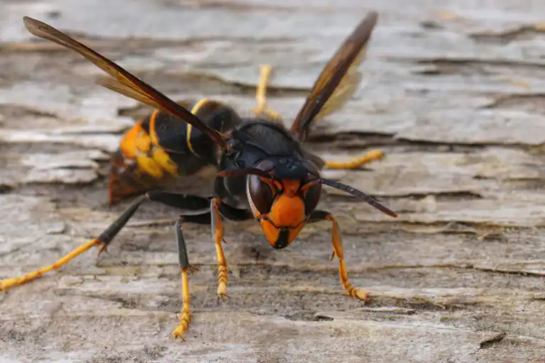 Wasps and Hornets Pest Control