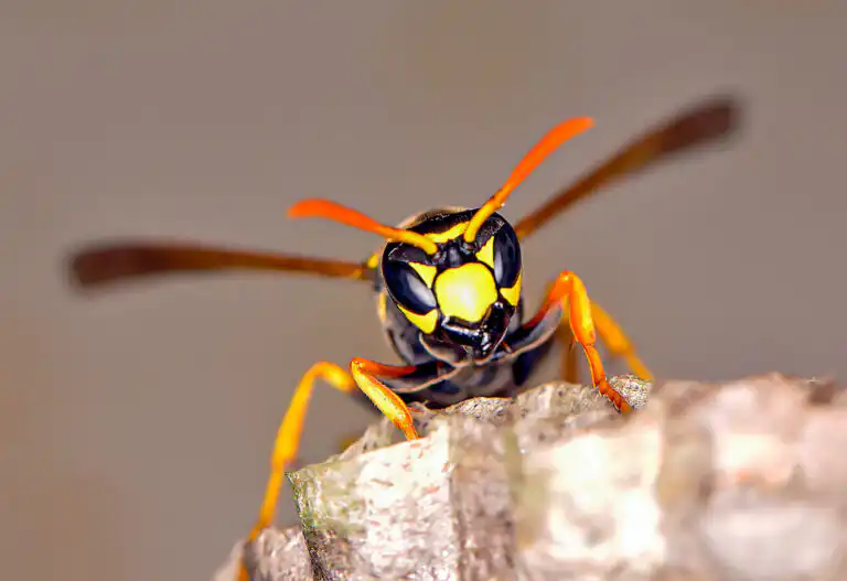 Wasps Problem Solution