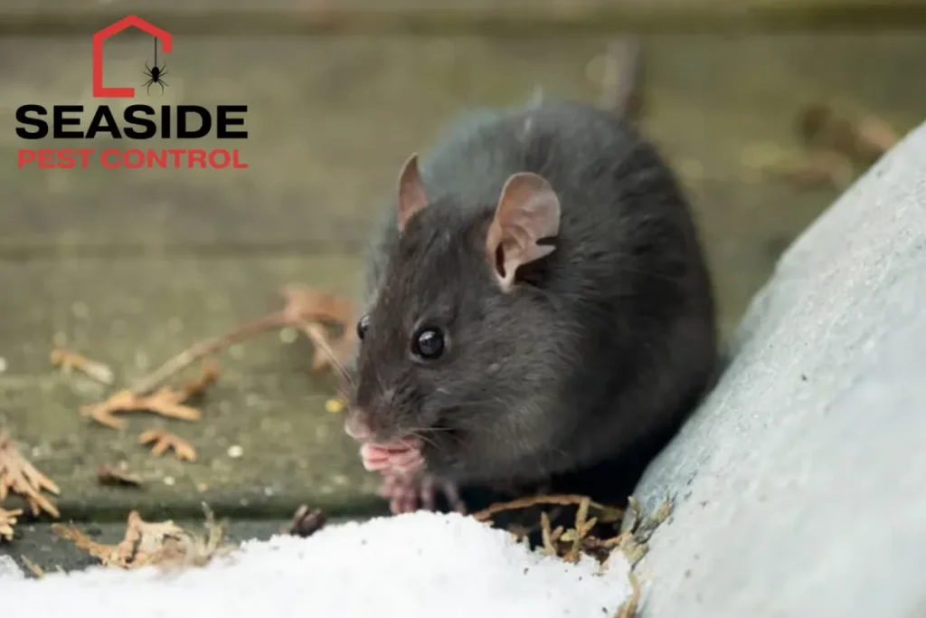 Close-up of a wild black rat