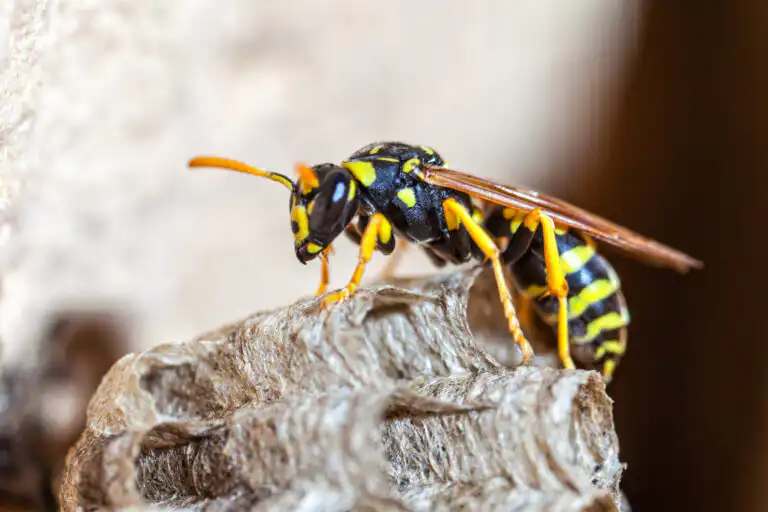 Wasp Removal Experts