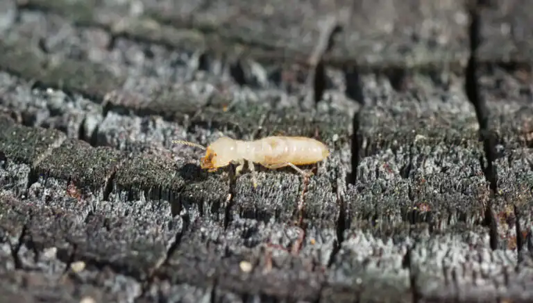 Termite Threat