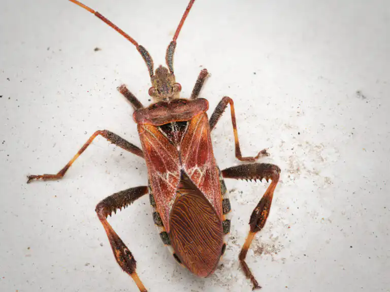 Pine Seed Bug