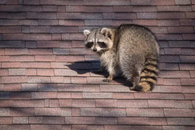 Raccoon Problem