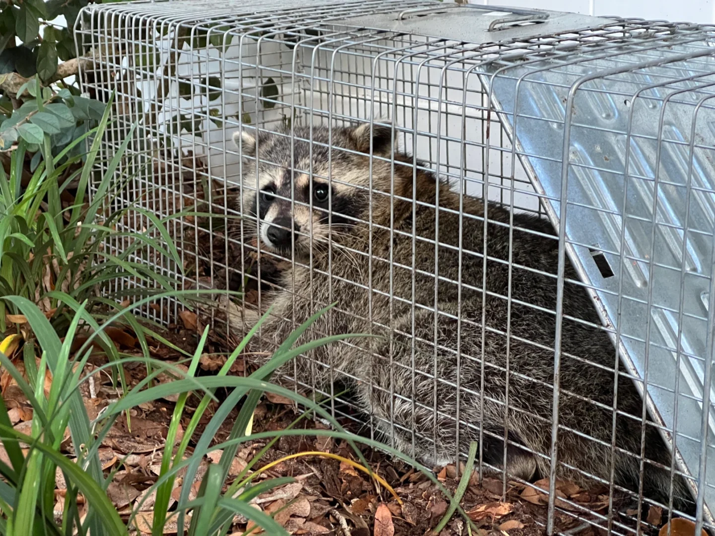 raccoon control and removal