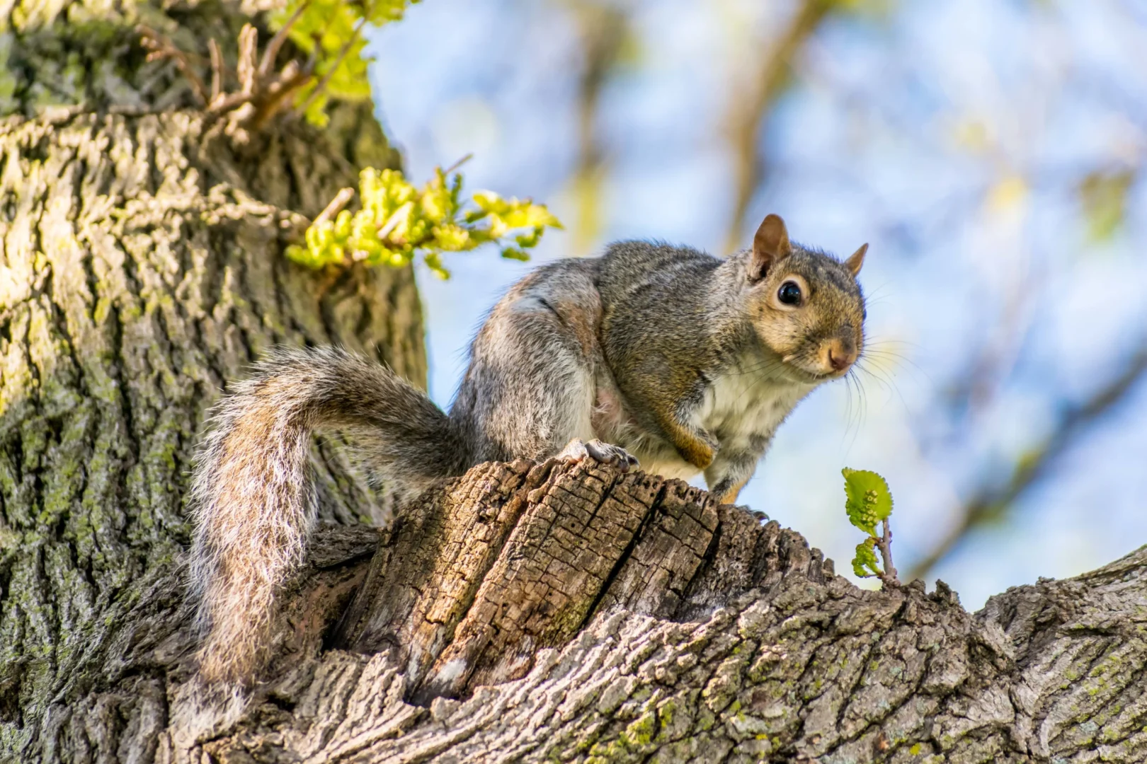Seaside Pest Control Offers Squirrel Removal Service in Vancouver and Across the Fraser Valley