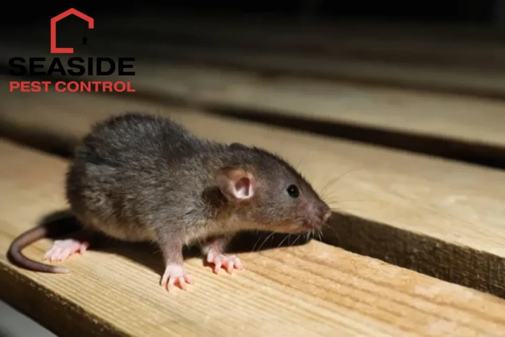 _rat on wooden planks