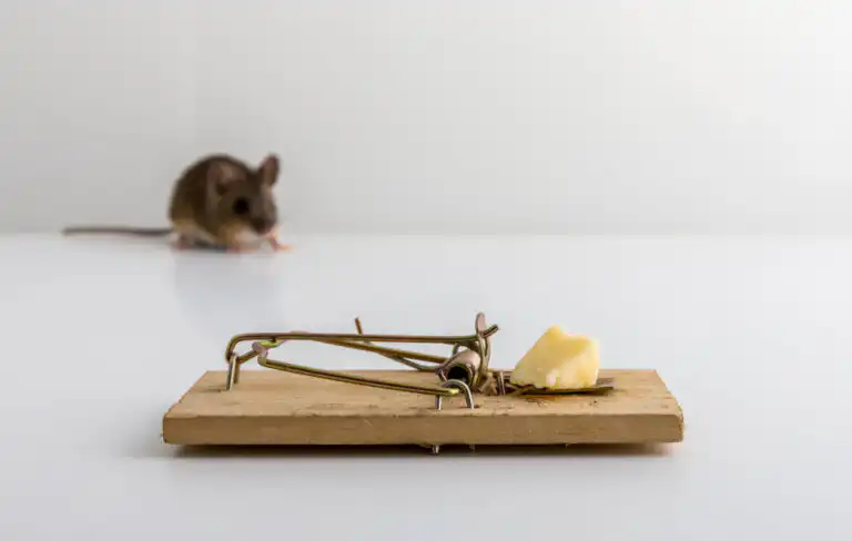 Best Mouse Trap