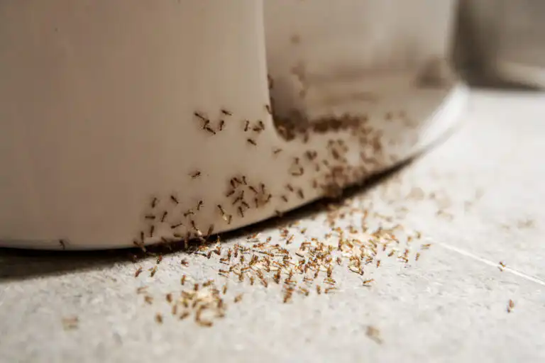 Ants in Bathroom