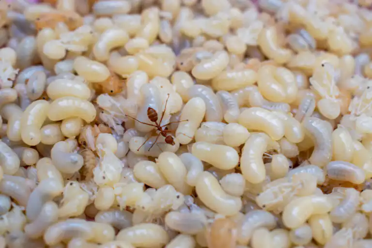 Ant Eggs