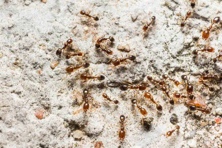 How to Get Rid of Pharaoh Ants