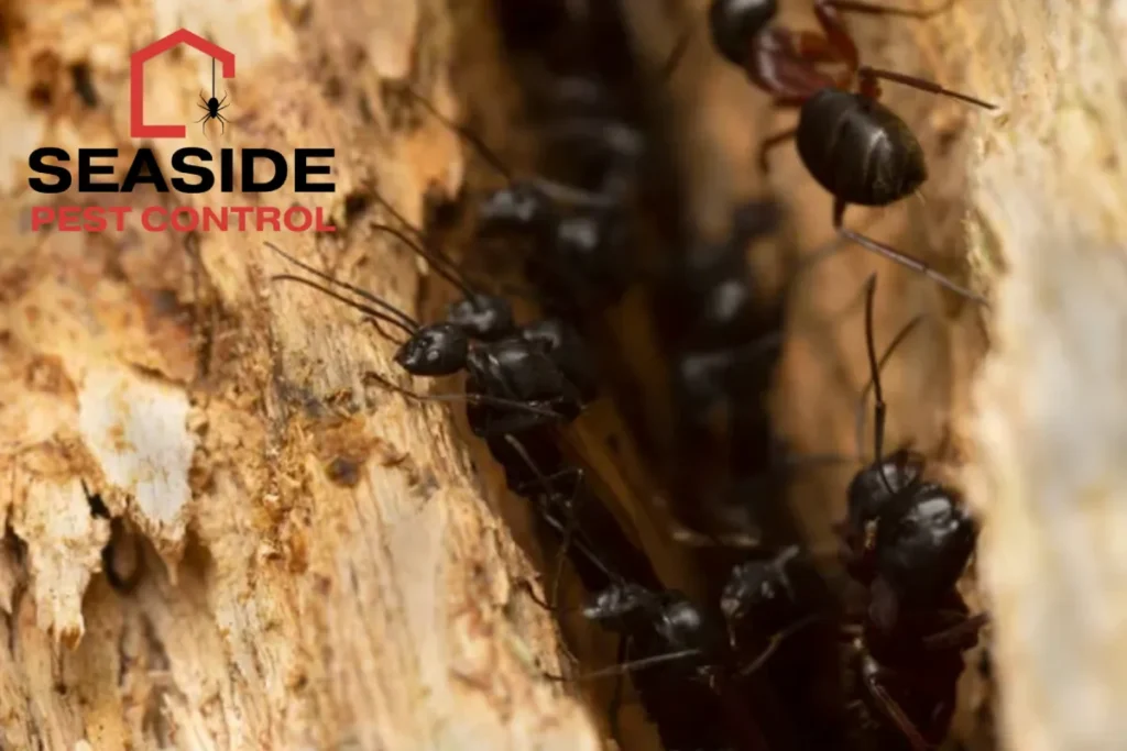 Swarming carpenter ants