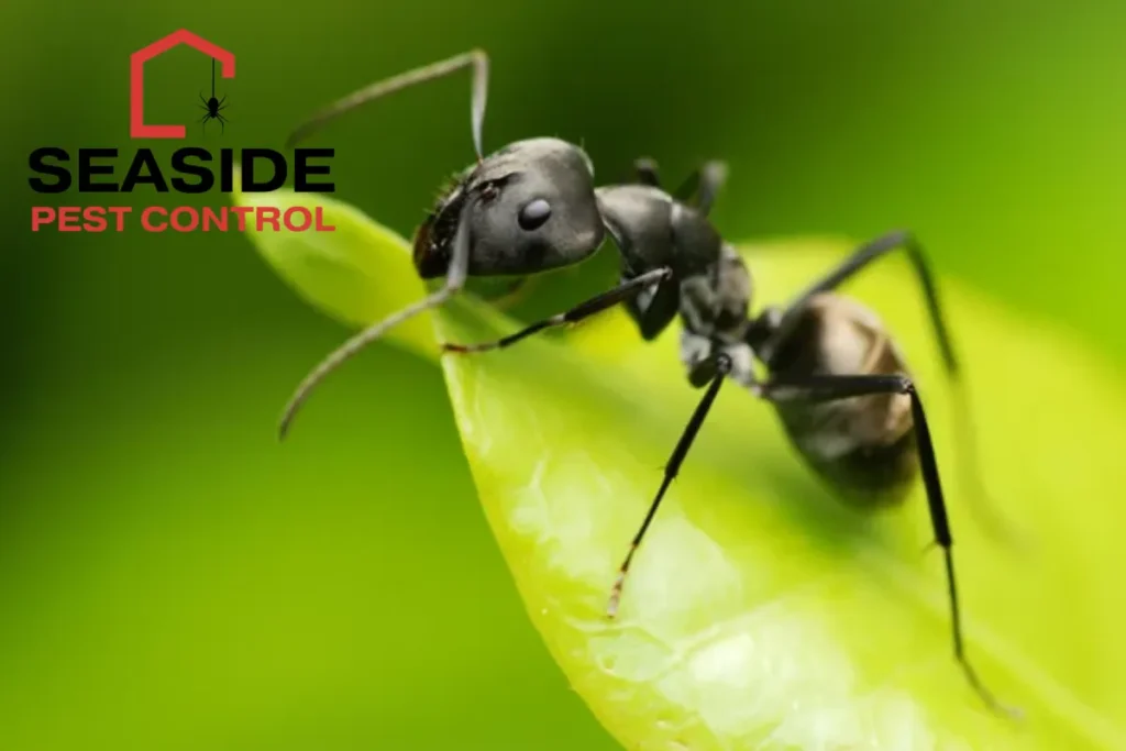 black ant