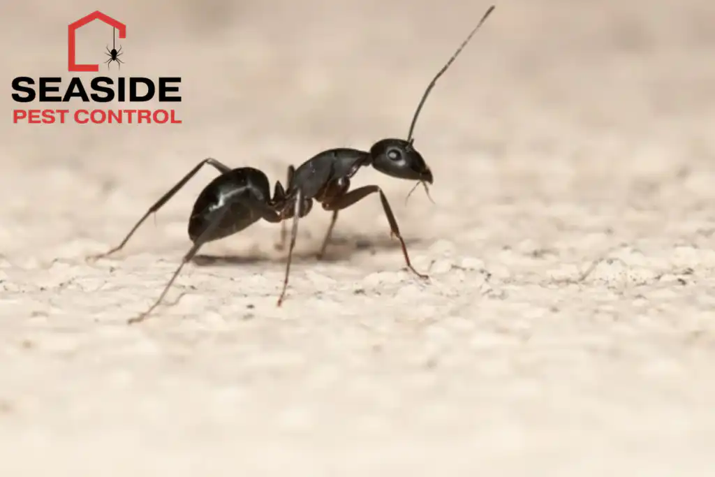 carpenter ant
