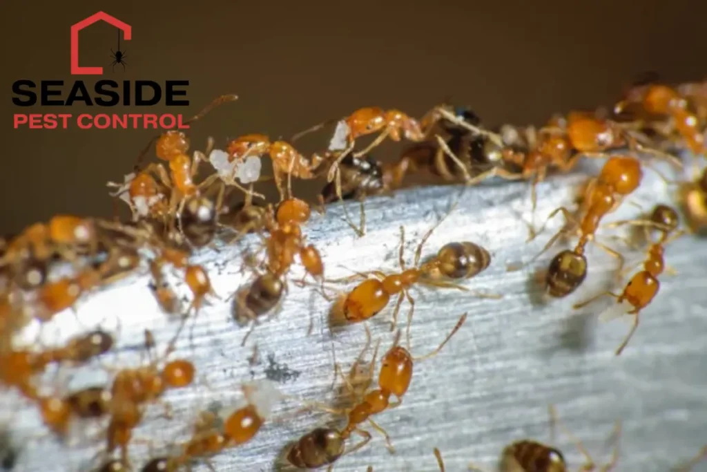 pharaoh ants roaming around for food