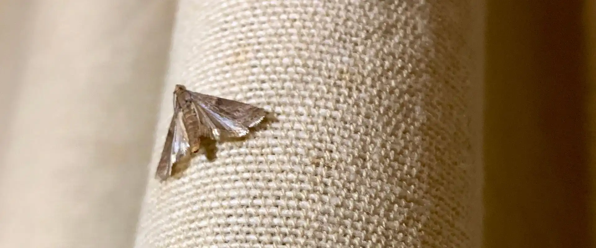 clothes moth prep sheet