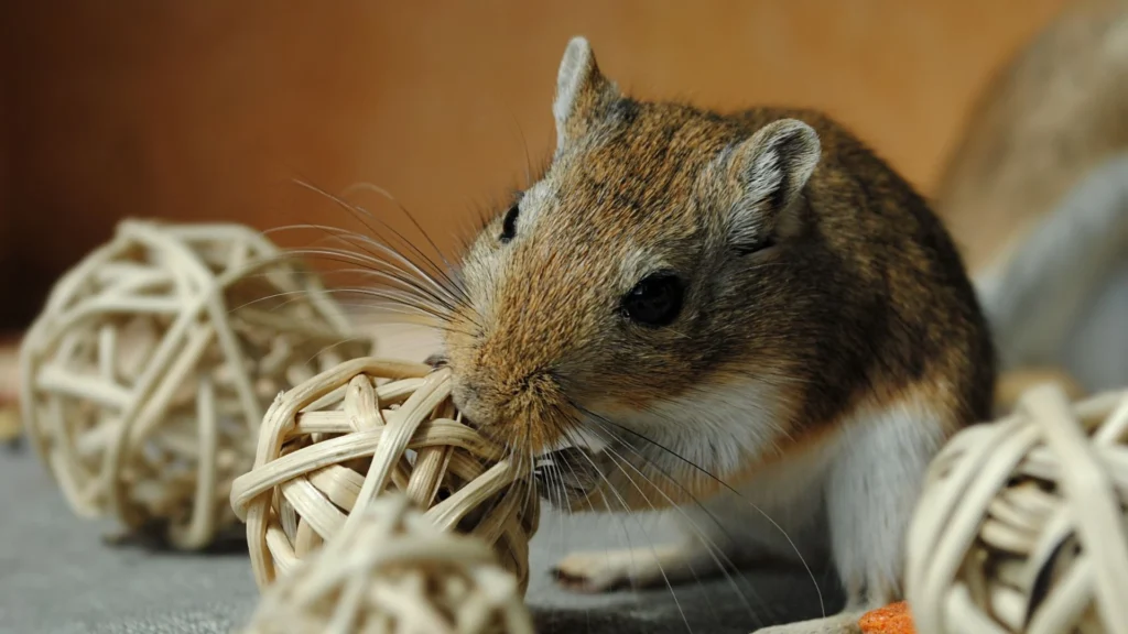 pest control & rodent abatement reports